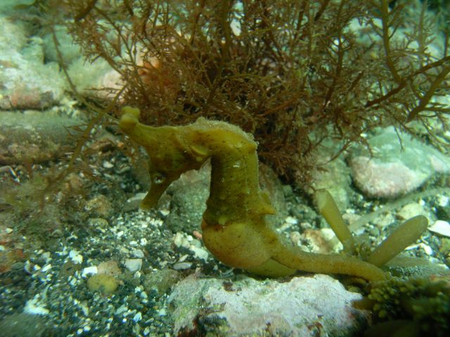 タツノオトシゴがみられるかも!