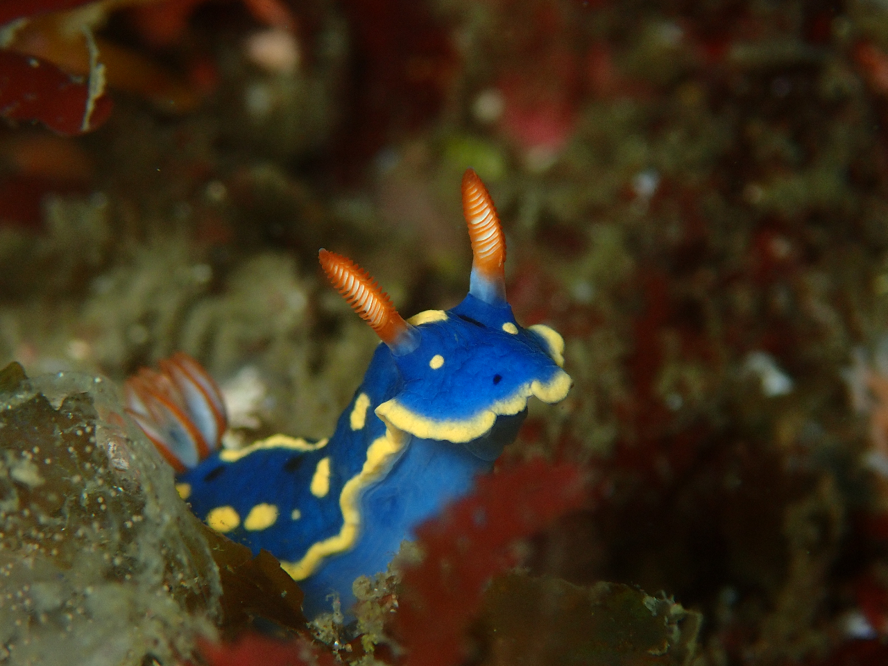 アオウミウシ見よう!