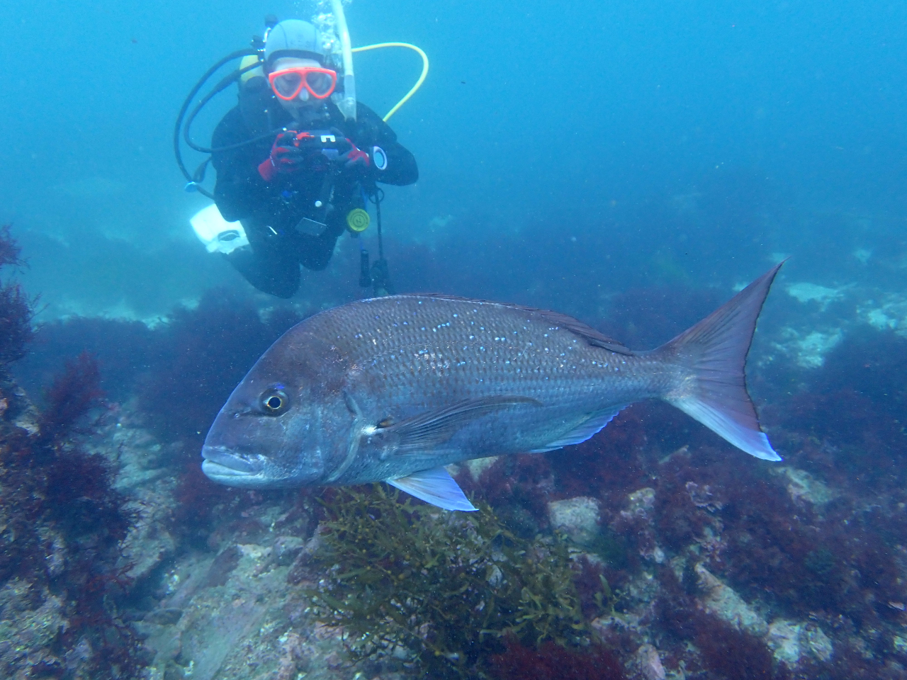 ■2ビーチファンダイブ■~Cカード所持者向け・初心者OK!~勝浦の海の世界へ!ク...