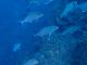 ボートダイブは魚が多い!