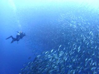 ボートダイブならではの魚影!