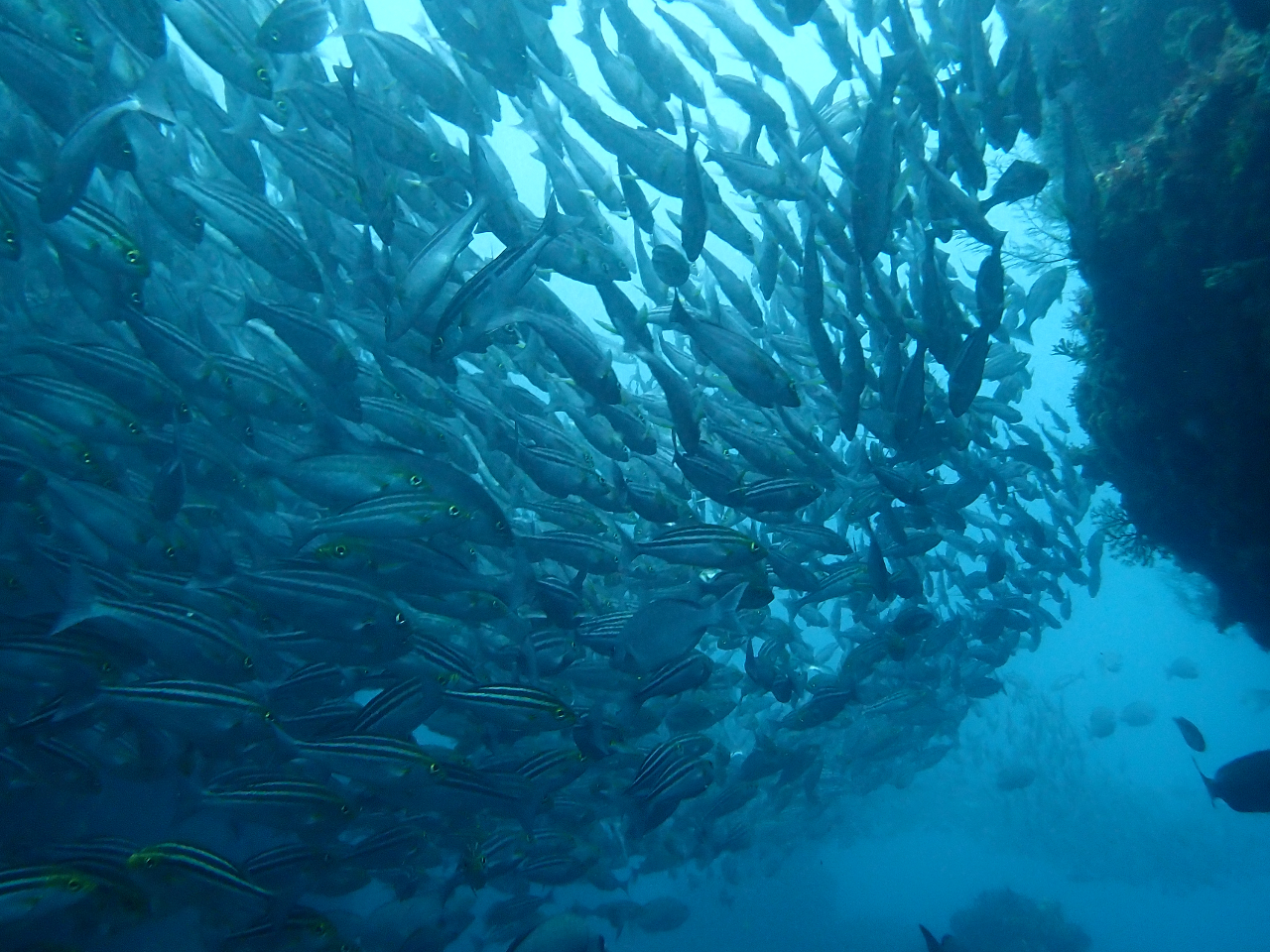 根をまわるイサキ群れ