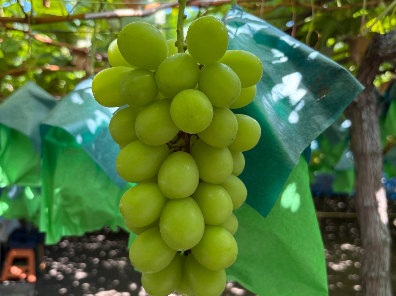 �V���C���}�X�J�b�g