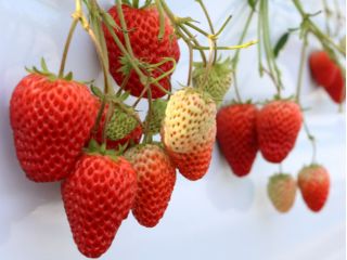 7品種のいちごが楽しめる♪