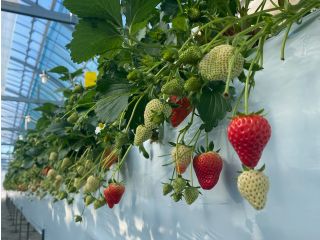 7品種のいちごが楽しめる♪