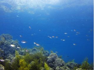 水中には別世界が広がっています!