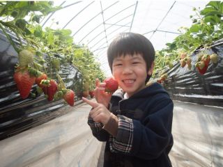 お子様もおなかいっぱい♪大満足のいちご狩り♪