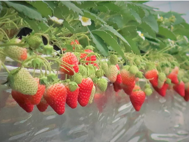 おいしいいちごがゴロゴロ♪