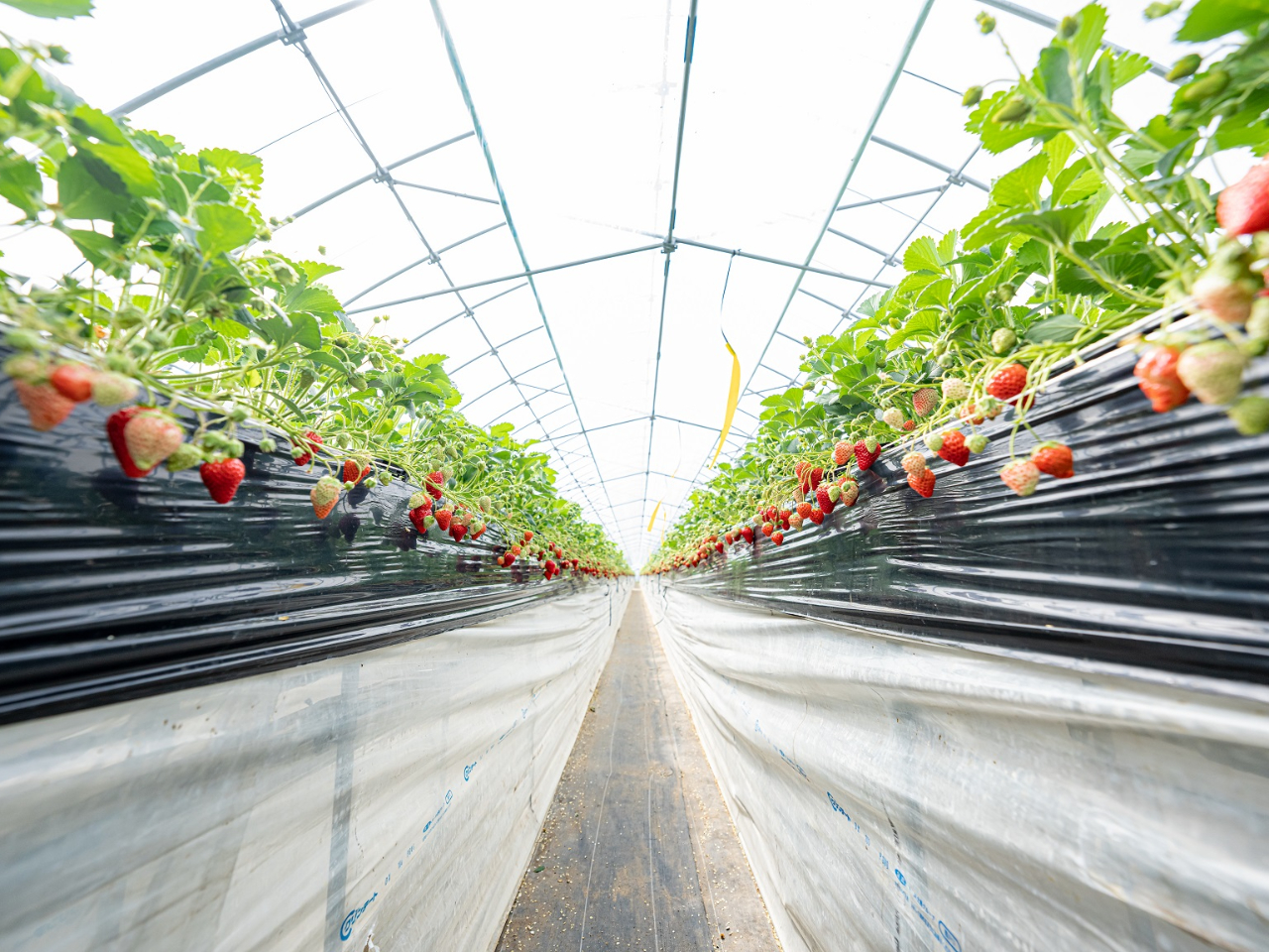 美味しそうないちごをお客様で選ぶことができます。