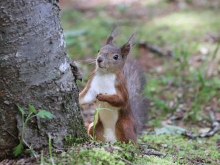 エゾリスにきっと会えるはず!