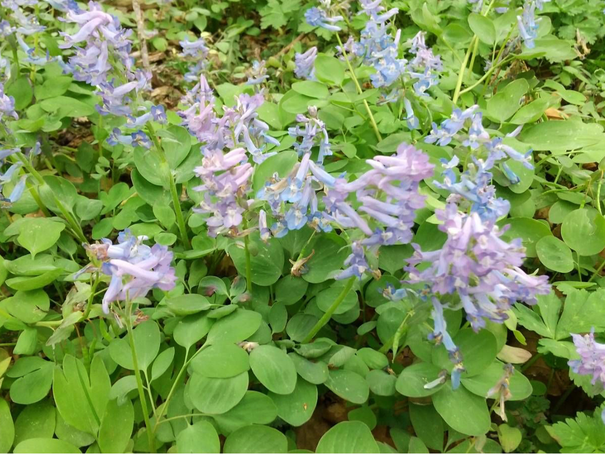 ɃG]GSTN̉ȉԂ炢Ă܂(t)