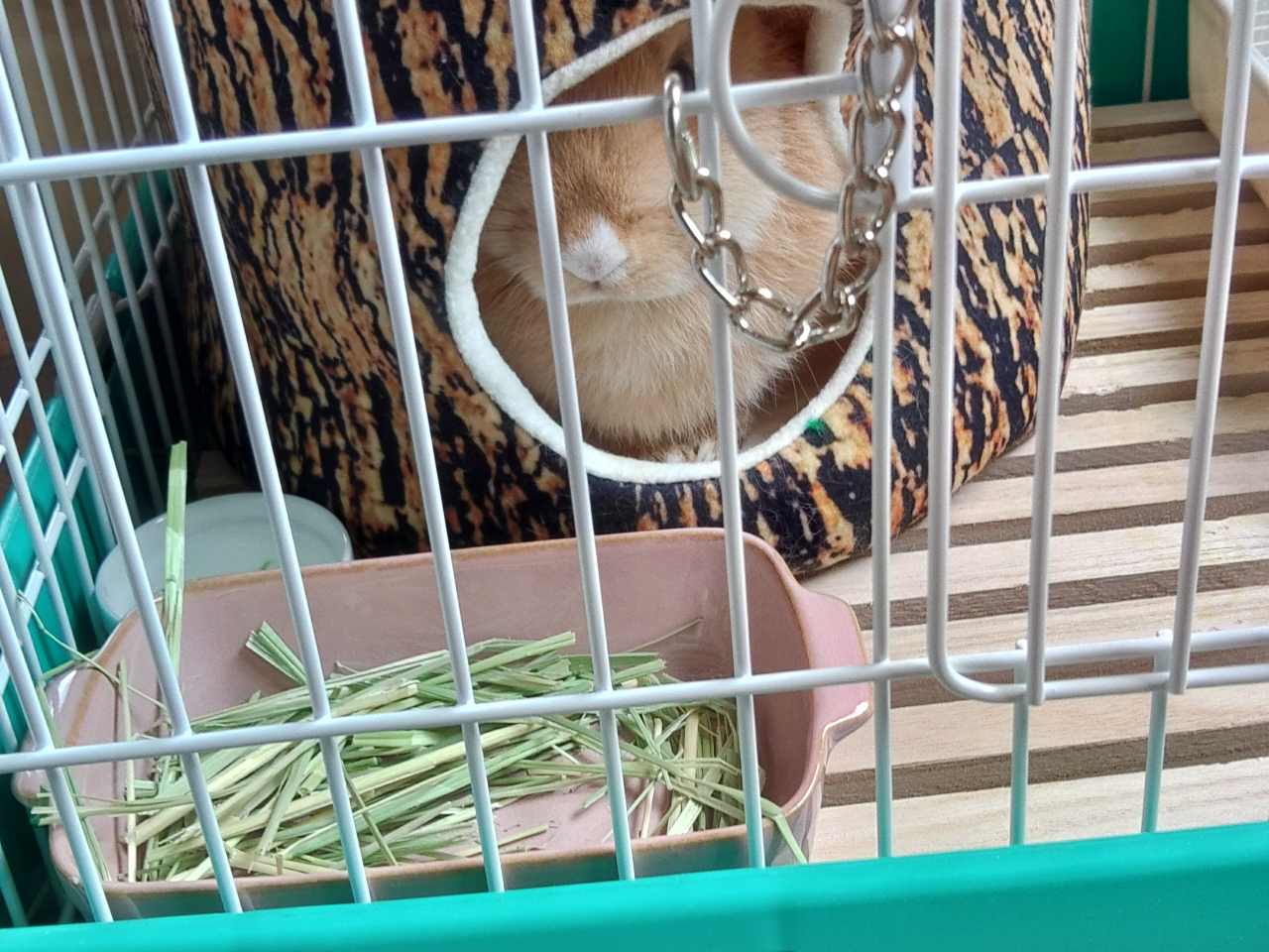 �A���X�̒�̎ʐ^3