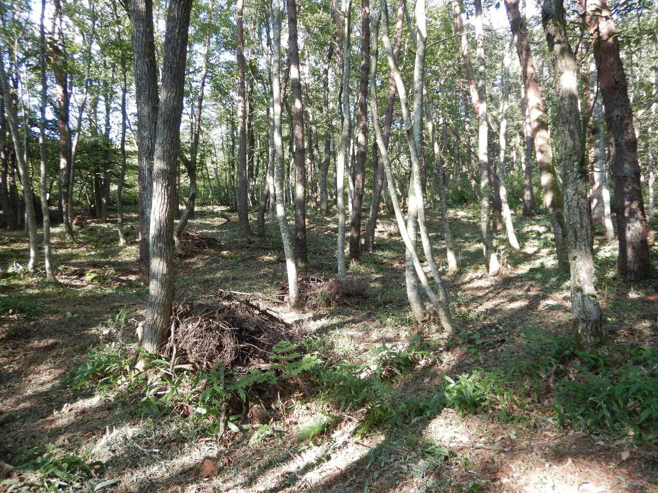 �L�t���̐X�ŁB