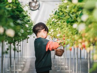 高設栽培なので立ったままイチゴを摘み取ることができます!80−90cmくらいの高さにイチゴがなるのでお子様でも収穫ができます。