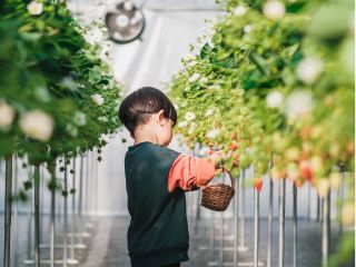 高設栽培なので立ったままイチゴの摘み取りができます!80-90cmの高さにイチゴが実っているので、お子様でも収穫していただけます。