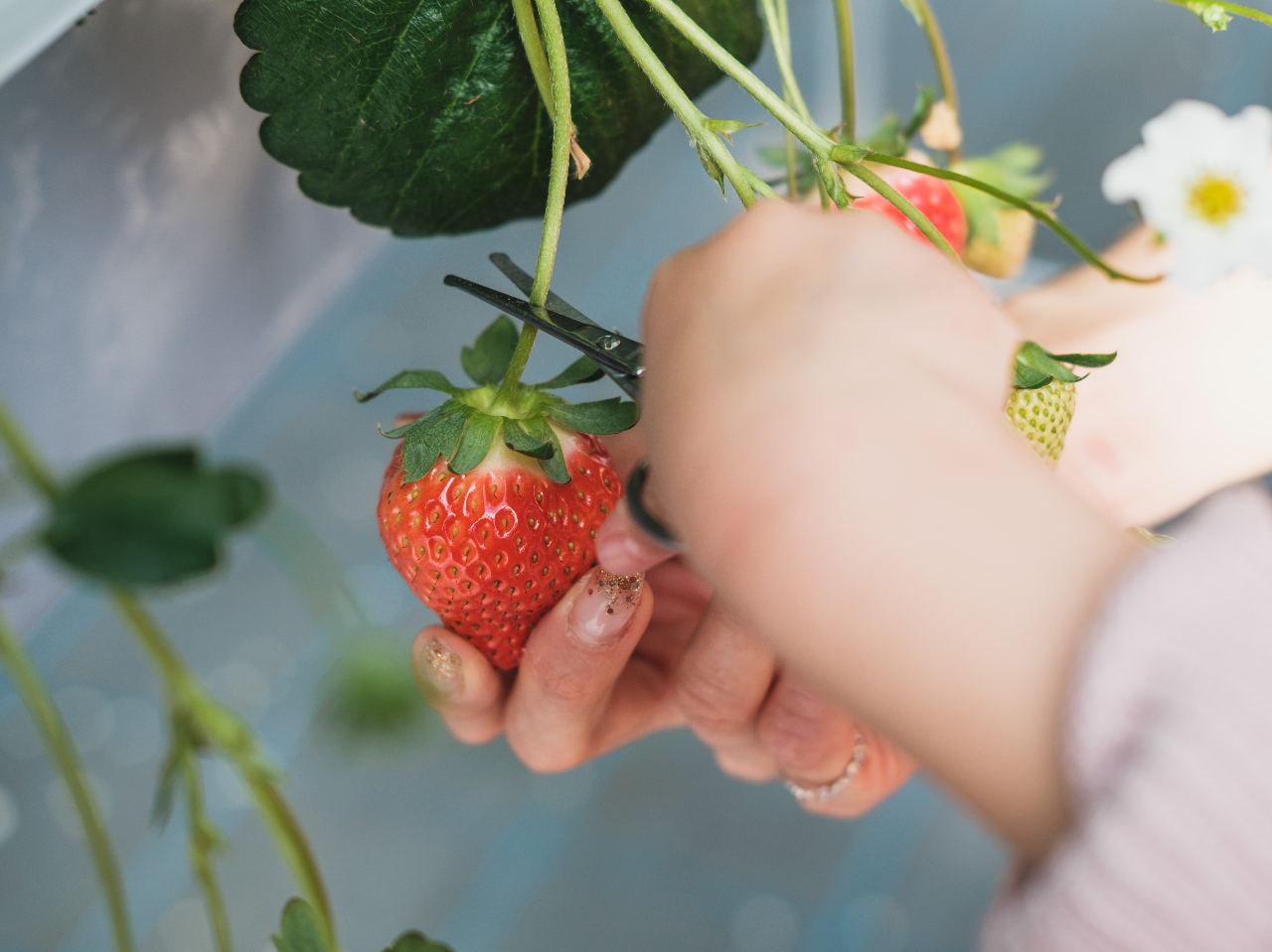 ��̊ۂ��n�T�~�����n���v���܂��̂ŁA���q�l�ł��ȒP�Ɏ��n�̌������y���݂��������܂��B