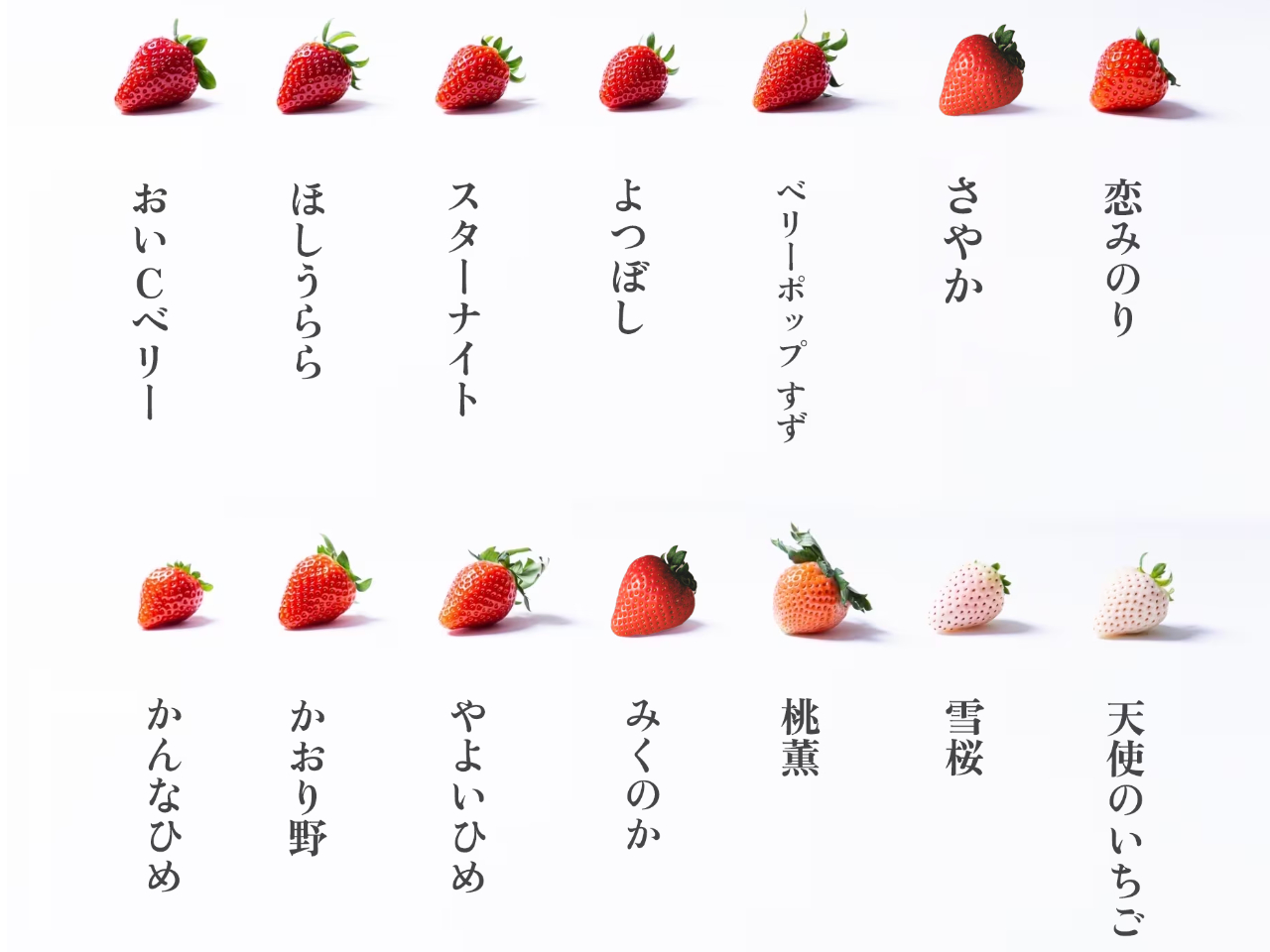 松」プラン 贅沢9～14品種食べ比べ♪いちご狩り60分間 河口湖から車で