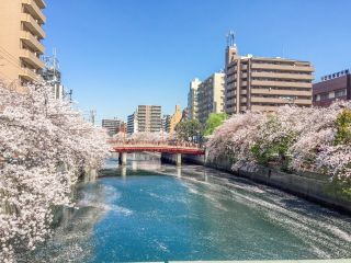 両岸からの桜並木に圧倒される桜満開のお花見クルーズです!