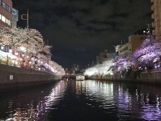 夜桜は幻想的。両岸のライトアップされた桜がさらに盛り上げます(^^)/