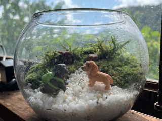 犬のフィギュア入りのコケテラリウム