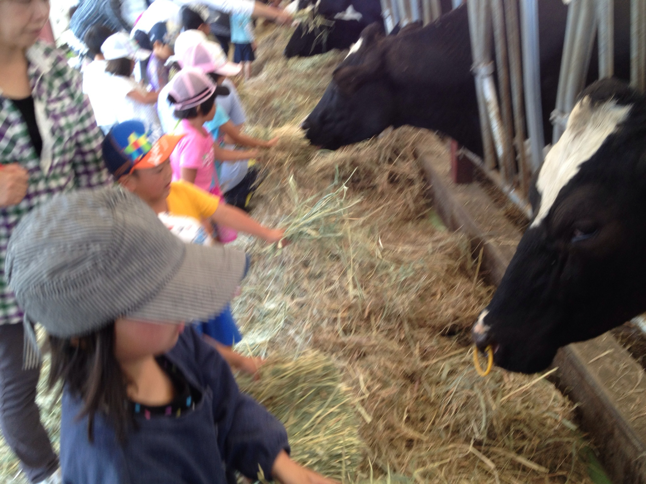 とてもおとなしいので子供でも安心して餌やりできます