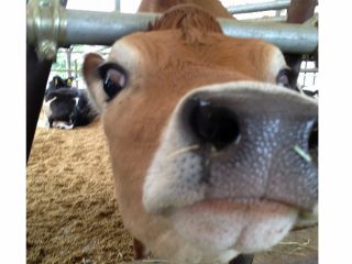 迫力満点の牛さん♪