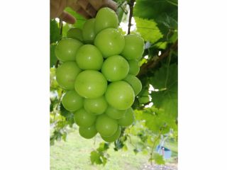 シャインマスカットのみずみずしい甘いぶどうをどうぞ!