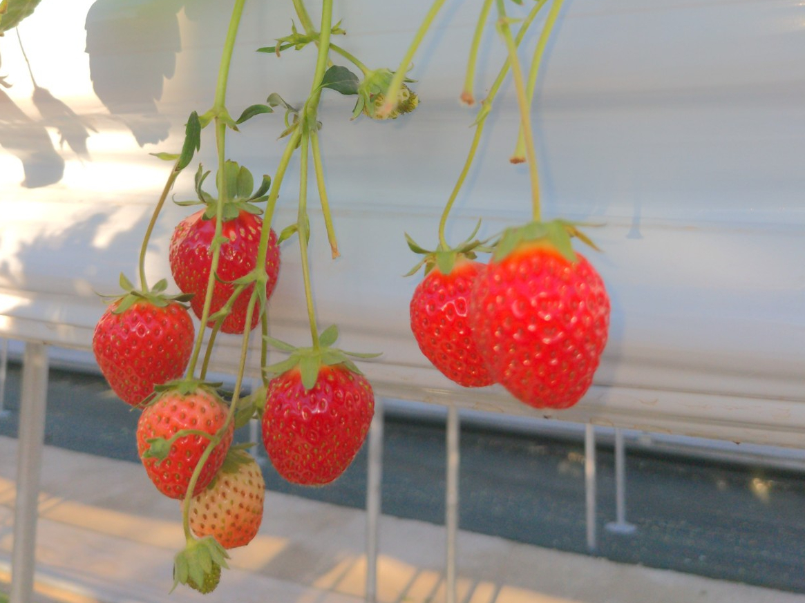 〈3/1~4/6〉持ち込みOK♪紅ほっぺ・やよいひめが40分食べ放題!《好アクセ...