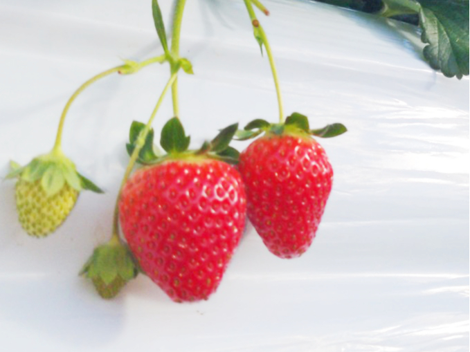 【岐阜県・美濃加茂/いちご狩り】〈2026/4/6~5/1※木曜日定休〉持ち込み...