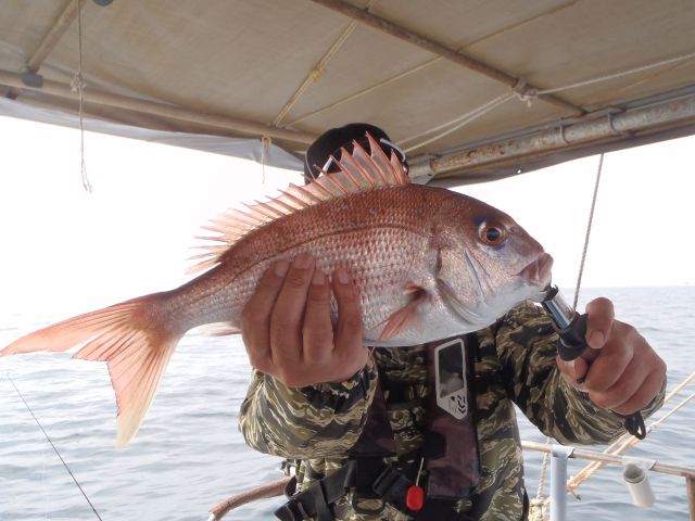 タイラバにて真鯛