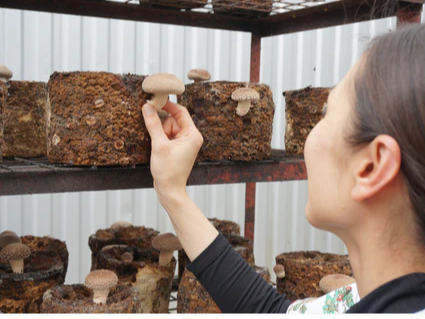 肉厚なぷりぷりしいたけ狩り♪