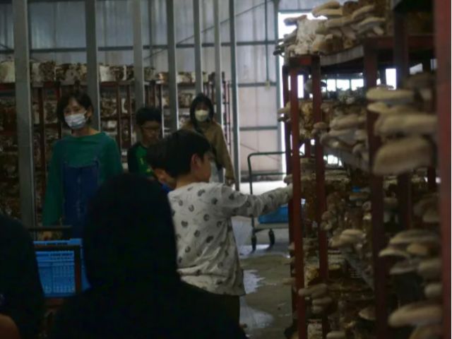 しいたけがたくさん!