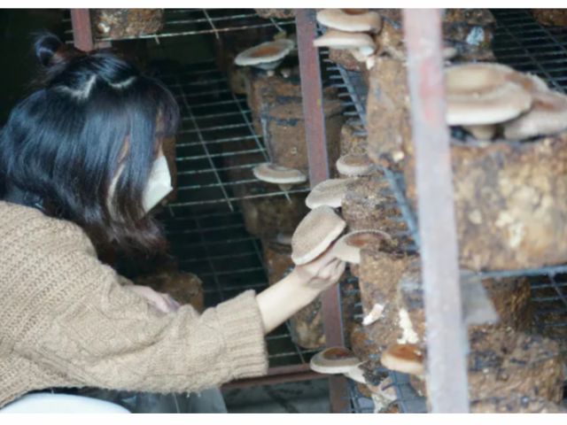 女性にもにんきのしいたけ!きのこ料理にいかがでしょうか?(*^^*)