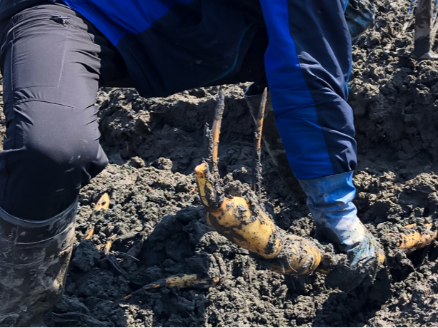 【松茂青果】 鳴門金時収穫体験