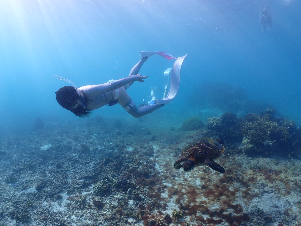 あの可愛らしいニモにも