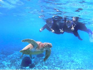 ウミガメとこんなに間近で泳げる、一生思い出に残る体験を!