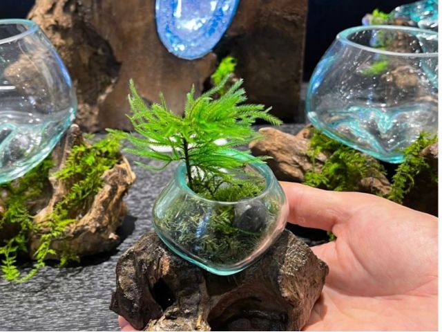 苔アート体験 テラリウム 霧吹き 水やり お手入れ 一切不要の苔 モスチャー 小さな苔の世界を旅しよう ファミリー カップル 女性におすすめ 日本苔アート協会 じゃらん遊び体験 苔アート体験 テラリウム 霧吹き 水やり お手入れ 一切不要の苔 モスチャー 小さな苔の世界を旅しよう ファミリー カップル 女性におすすめ 日本苔アート協会 じゃらん遊び体験