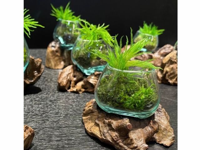 苔アート体験 テラリウム 霧吹き 水やり お手入れ 一切不要の苔 モスチャー 小さな苔の世界を旅しよう ファミリー カップル 女性におすすめ 日本苔アート協会 じゃらん遊び体験 苔アート体験 テラリウム 霧吹き 水やり お手入れ 一切不要の苔 モスチャー 小さな苔の世界を旅しよう ファミリー カップル 女性におすすめ 日本苔アート協会 じゃらん遊び体験