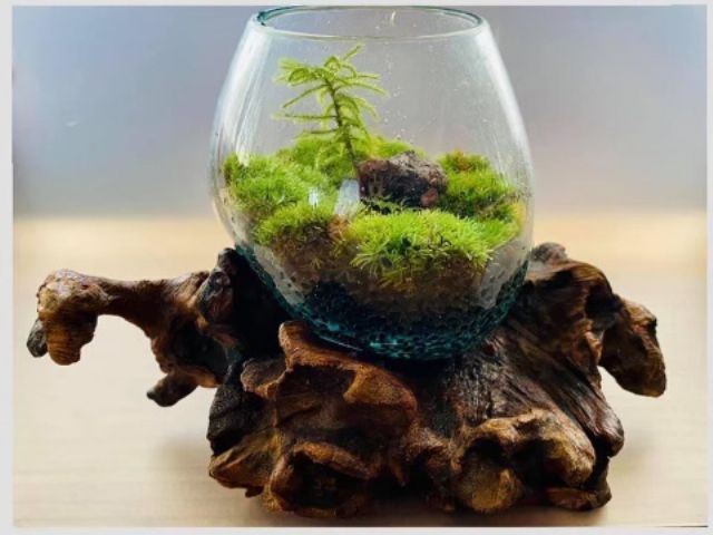 苔アート体験 テラリウム 霧吹き 水やり お手入れ 一切不要の苔 モスチャー 小さな苔の世界を旅しよう ファミリー カップル 女性におすすめ 日本苔アート協会 じゃらん遊び体験 苔アート体験 テラリウム 霧吹き 水やり お手入れ 一切不要の苔 モスチャー 小さな苔の世界を旅しよう ファミリー カップル 女性におすすめ 日本苔アート協会 じゃらん遊び体験