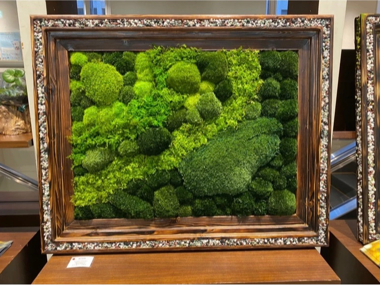 癒しの苔Art 苔アート8 天然苔の世界を小さく凝縮 癒しの苔Art 苔アート8 天然苔の世界を小さく凝縮 【公式通販】