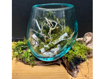苔アート体験】≪テラリウム≫霧吹き、水やり、お手入れ、一切 苔アート体験】≪テラリウム≫霧吹き、水やり、お手入れ、一切