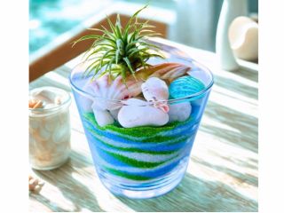エアープランツをおしゃれに飾れます