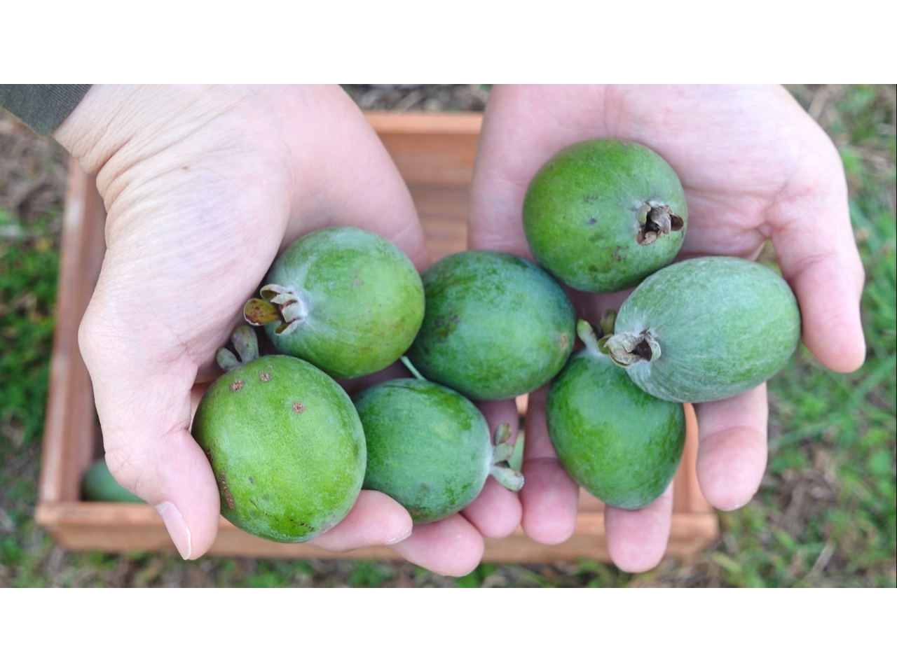 フェイジョアをいっぱい収穫できます!