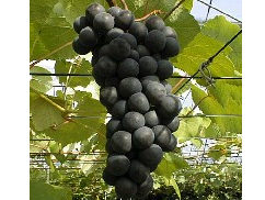 種類豊富 秋の味覚 ブドウ狩り リンゴ狩り 浜田まるとめ果樹園 じゃらん遊び体験