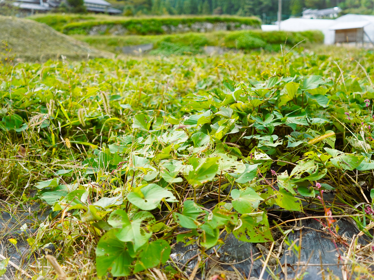 広いサツマイモ畑で、ゆったりのんびりお芋掘りしましょう。