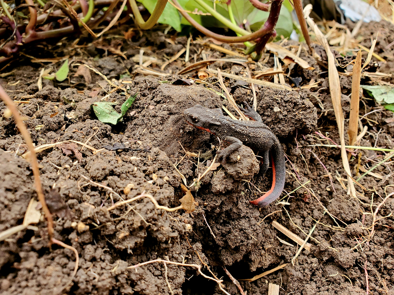 z~̃AJnCBy̒ɂ͐FȐ̂BĂ܂B