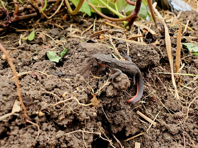 越冬中のアカハライモリ。土の中には色んな生きものが隠れています。