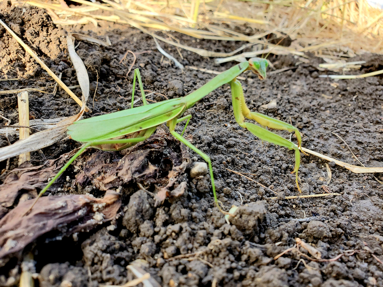 قĂƁAXȂq񂪂Ă܂B