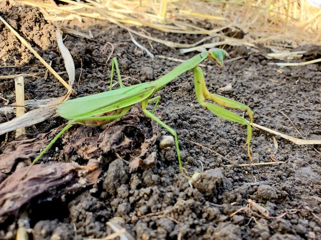 芋ほりをしていると、時々こんなお客さんがやってきます。