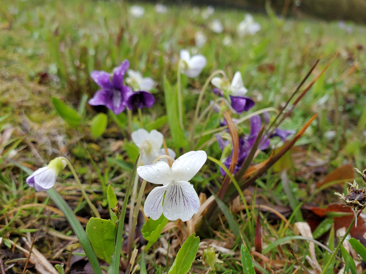 �g�X�~���F�h�ɂ��l�X�ȐF�����ƔZ�W������܂��I